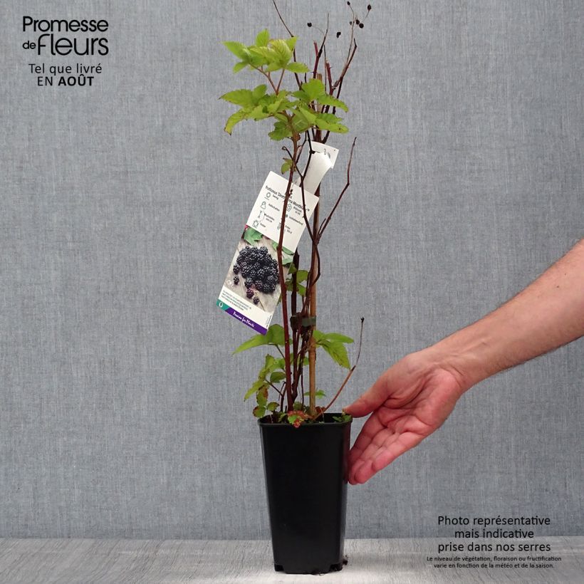 Esimerkki kesällä toimitetusta Mûre Direttissima Montblanc - Rubus fruticosus  Pot de 2L/3L, Touffe-taimesta