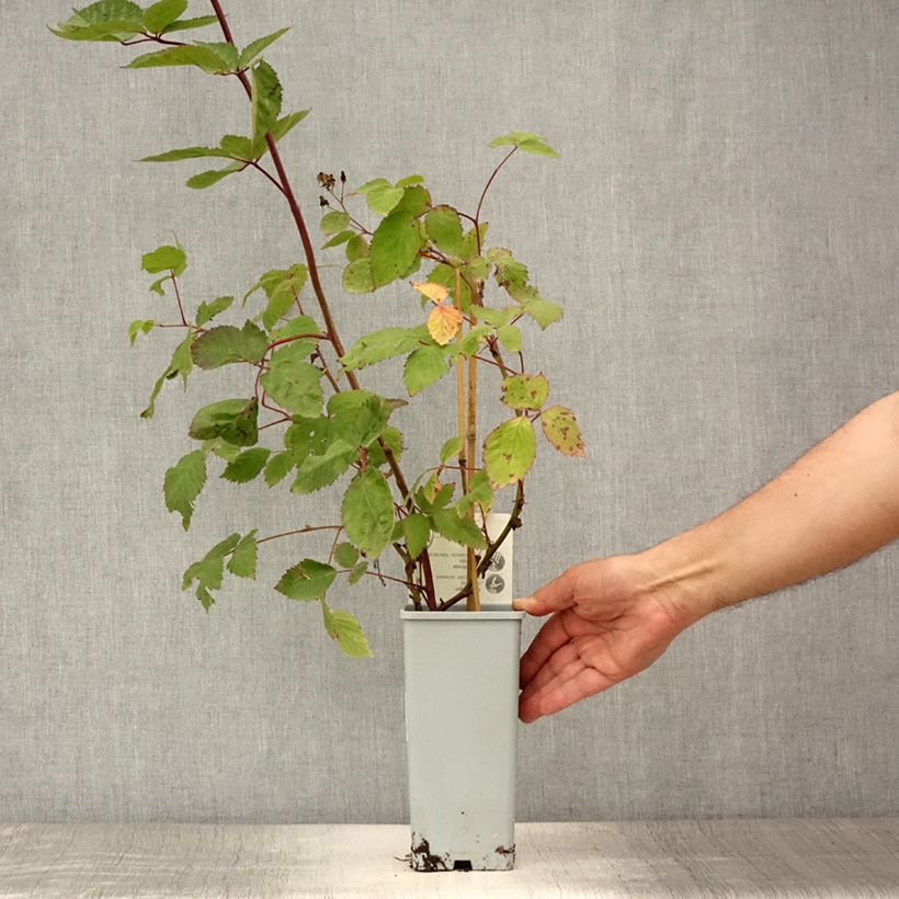 Esimerkki kesällä toimitetusta Mûre naine Black Cascade - Rubus fruticosus Pot de 2L/3L, Touffe-taimesta