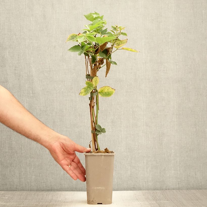 Esimerkki kesällä toimitetusta Mûre sans épines Loch Maree - Rubus fruticosus  Pot de 1,5L/2L-taimesta