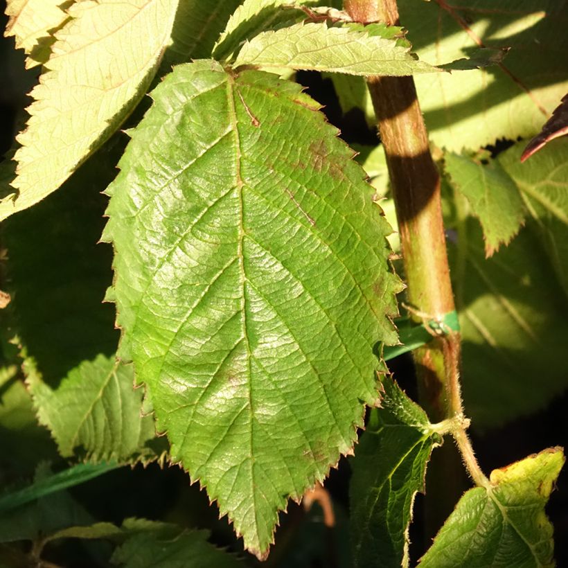 Tarhakarhunvatukka (karhunvadelma) Lucky Berry (Lehvistö)
