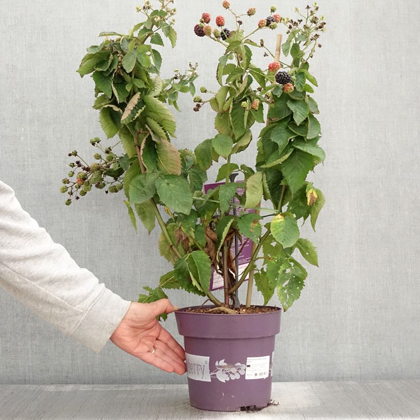 Esimerkki syksyllä toimitetusta Tarhakarhunvatukka (karhunvadelma) Lucky Berry 4 litran/5 litran ruukku, Mätäs-taimesta