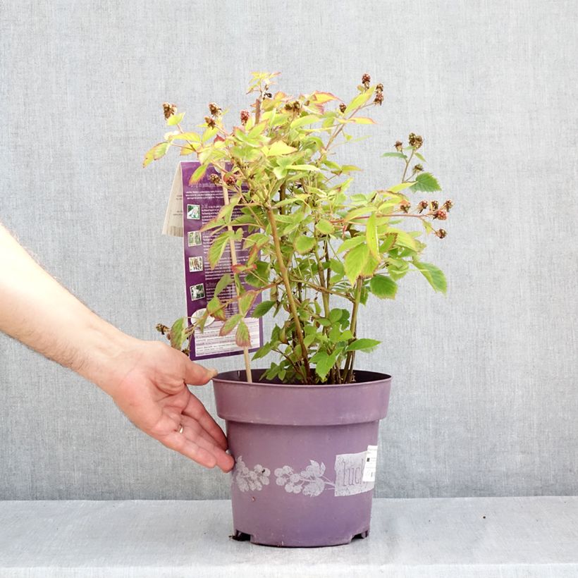 Esimerkki kesällä toimitetusta Tarhakarhunvatukka (karhunvadelma) Lucky Berry 4 litran/5 litran ruukku, Mätäs-taimesta
