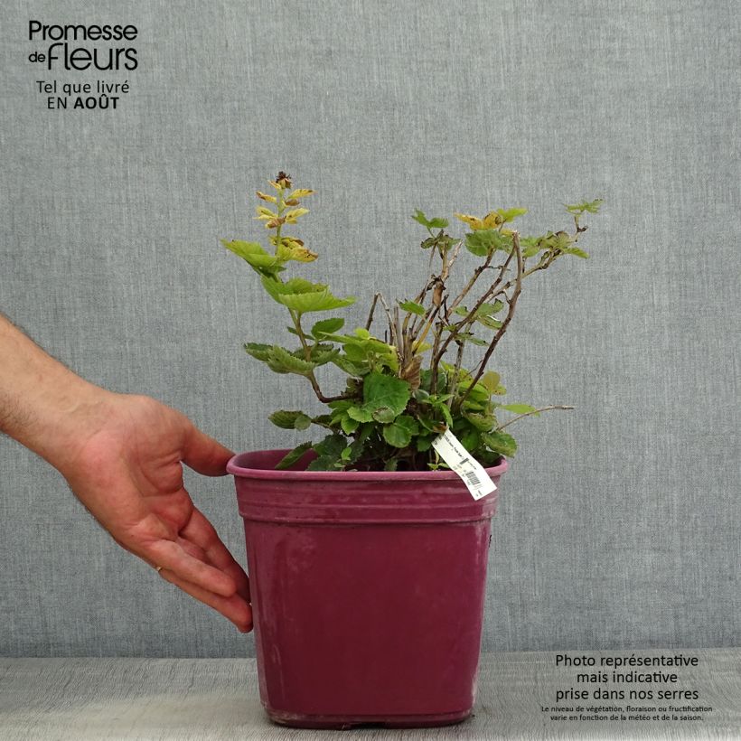 Esimerkki kesällä toimitetusta Mûre naine sans épines Purple Opal - Rubus fruticosus  Pot de 4L/5L-taimesta