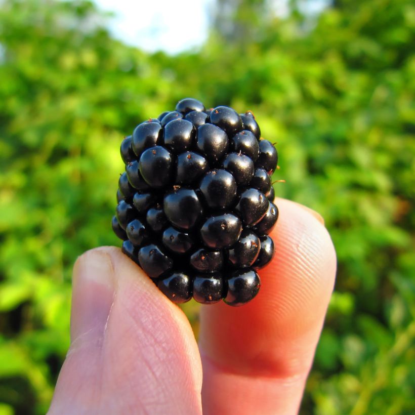Mûre remontante Reuben (Harvest)