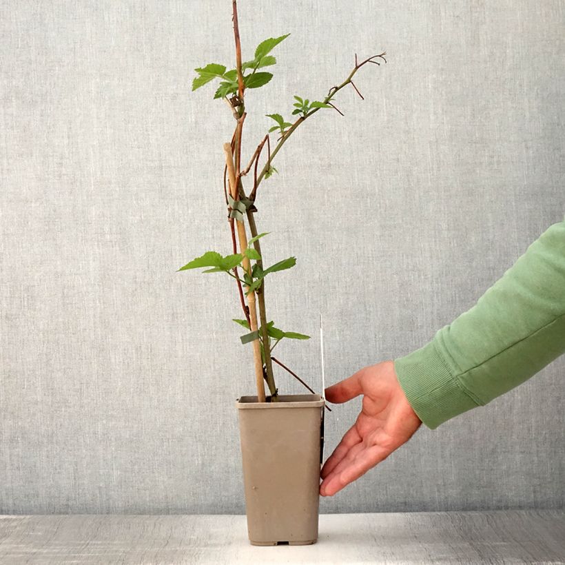 Esimerkki kesällä toimitetusta Mûre sans épines Dirksen Thornless - Rubus fruticosus  Pot de 1,5L/2L-taimesta