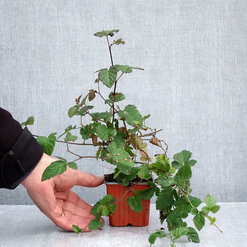 Esimerkki syksyllä toimitetusta Tarhakarhunvatukka (karhunvadelma) Dirksen 8/9 cm taimiruukku-taimesta