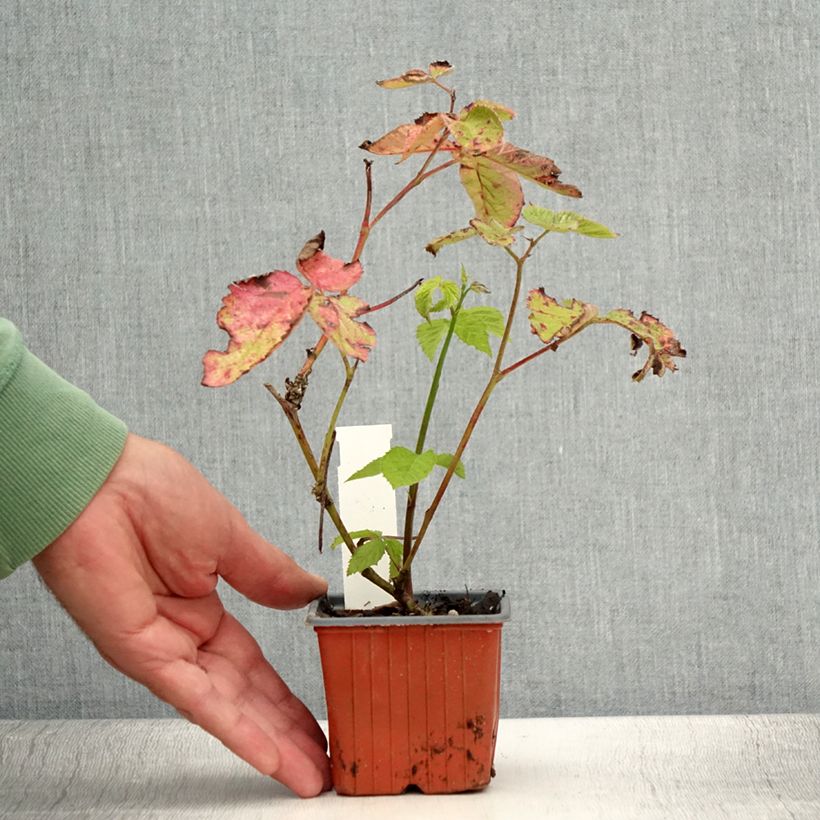 Esimerkki kesällä toimitetusta Mûre sans épines Dirksen Thornless - Rubus fruticosus  Godet de 8/9 cm-taimesta