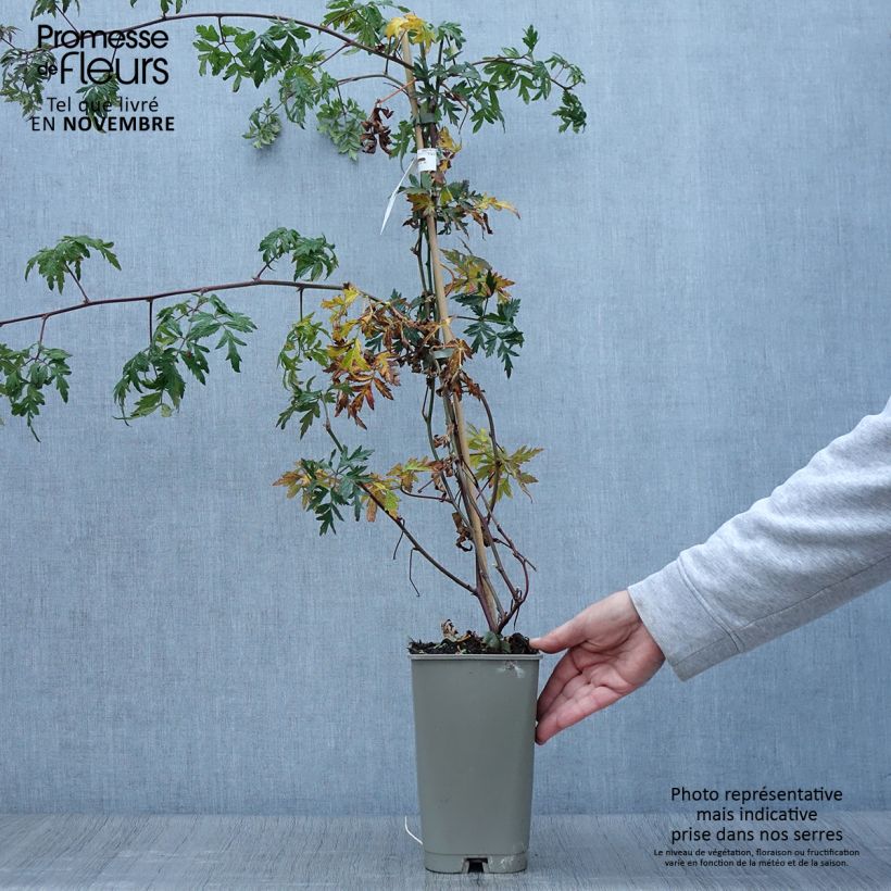 Esimerkki syksyllä toimitetusta Tarhakarhunvatukka (karhunvadelma) Garden Giant 2 litran/3 litran ruukku-taimesta