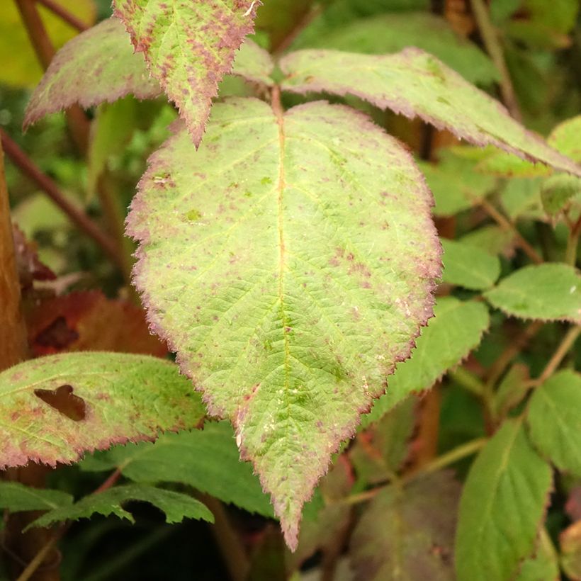 Mûre sans épines Thornfree - Rubus fruticosus (Foliage)