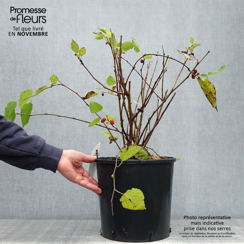 Esimerkki syksyllä toimitetusta Mulperi Bonbonberry ‘Mojo Berry’ 12 litran/15 litran ruukku, Mätäs-taimesta