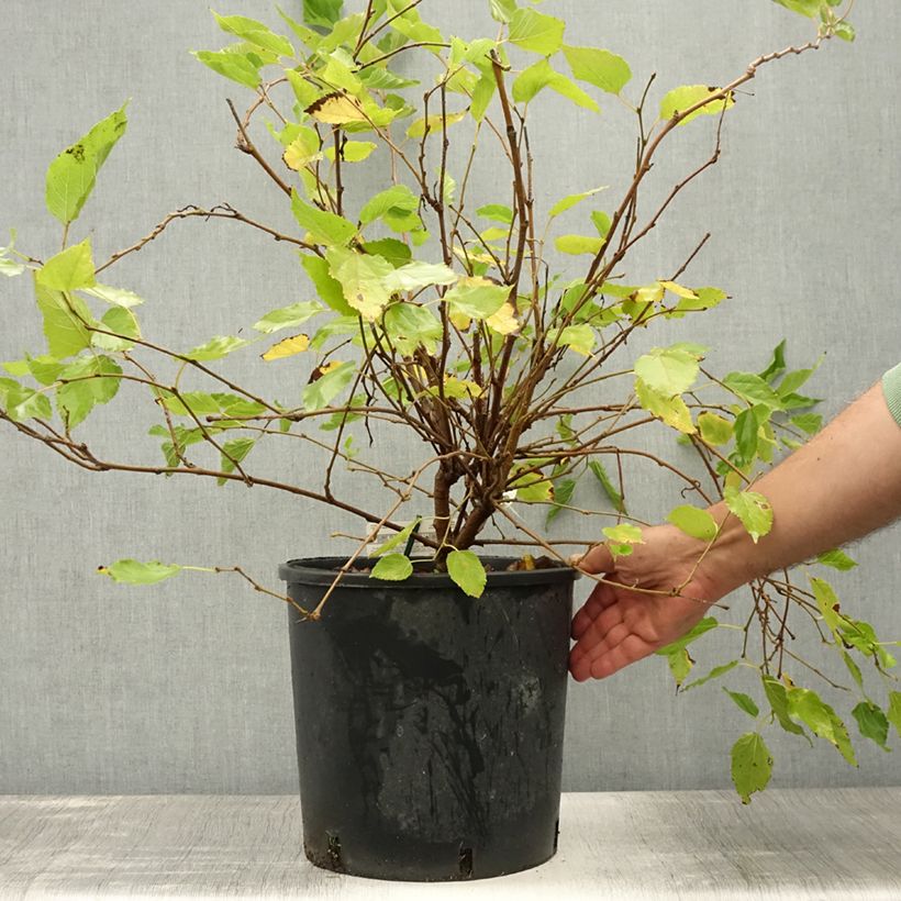 Esimerkki kesällä toimitetusta Mulperi Bonbonberry ‘Mojo Berry’ 12 litran/15 litran ruukku, Mätäs-taimesta