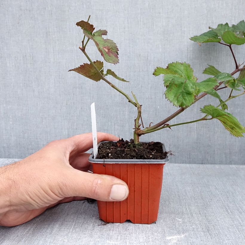 Esimerkki syksyllä toimitetusta Tarhakarhunvatukka (karhunvadelma) Triple crown 8/9 cm taimiruukku-taimesta