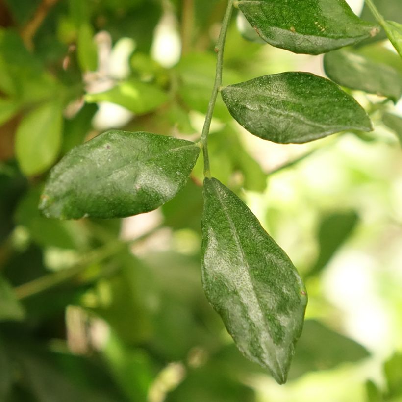 Tuoksujasmikki - Murraya paniculata (Lehvistö)