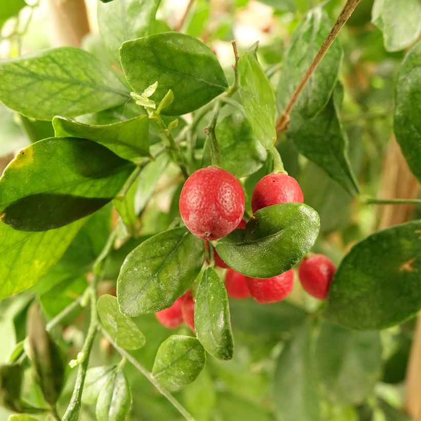 Tuoksujasmikki - Murraya paniculata (Sadonkorjuu)