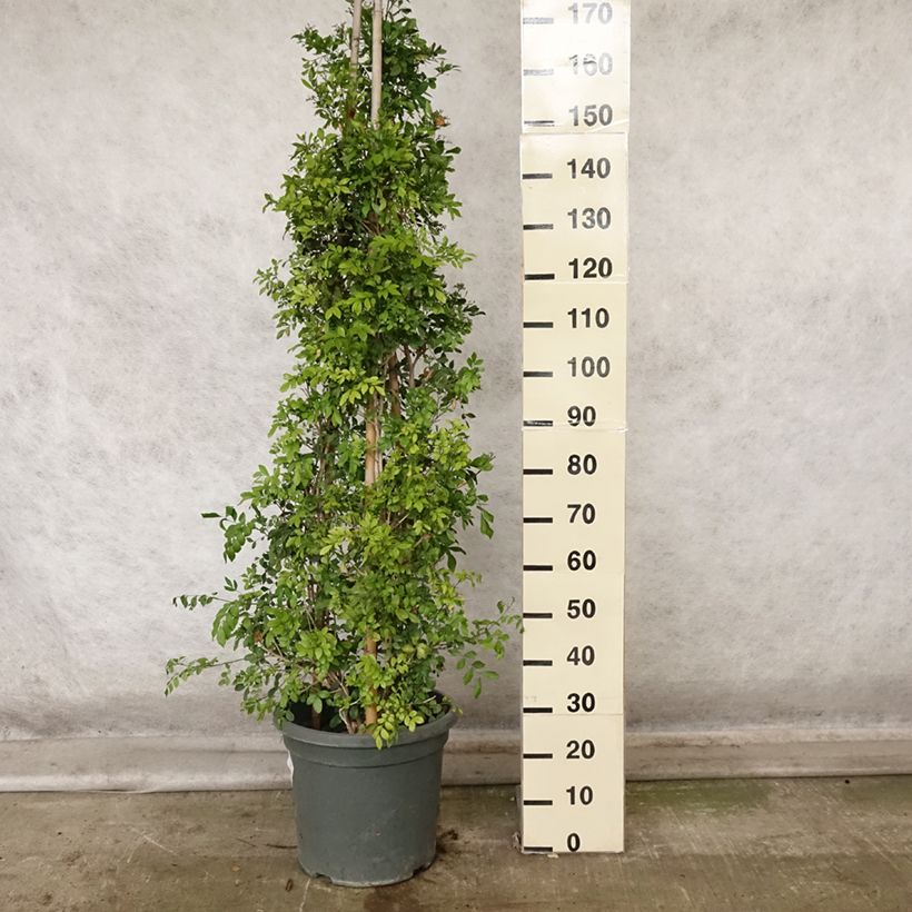 Esimerkki syksyllä toimitetusta Tuoksujasmikki - Murraya paniculata 12 litran/15 litran ruukku-taimesta