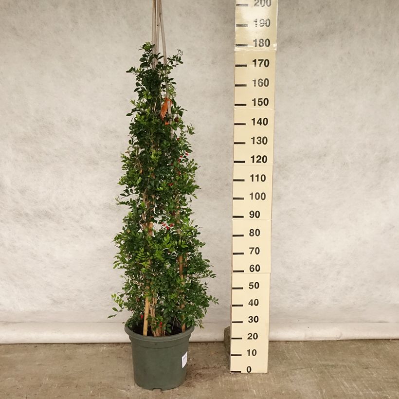 Esimerkki kesällä toimitetusta Tuoksujasmikki - Murraya paniculata 12 litran/15 litran ruukku-taimesta