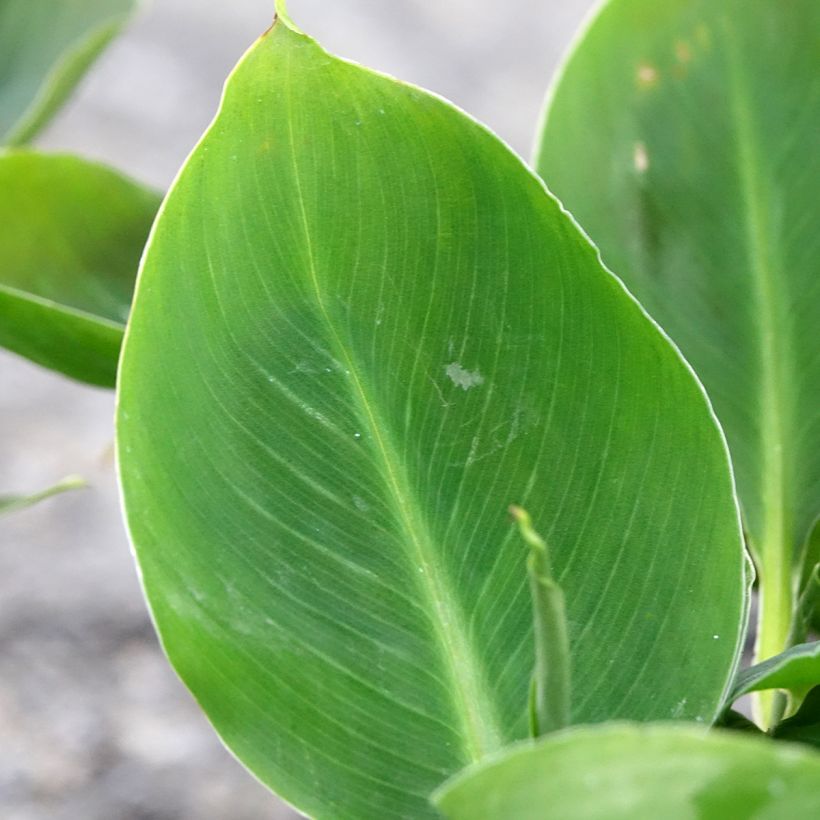 Kääpiöbanaani - Musa acuminata (Lehvistö)