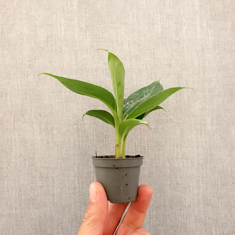 Esimerkki keväällä toimitetusta Kääpiöbanaani - Musa acuminata Minikasvi-taimesta
