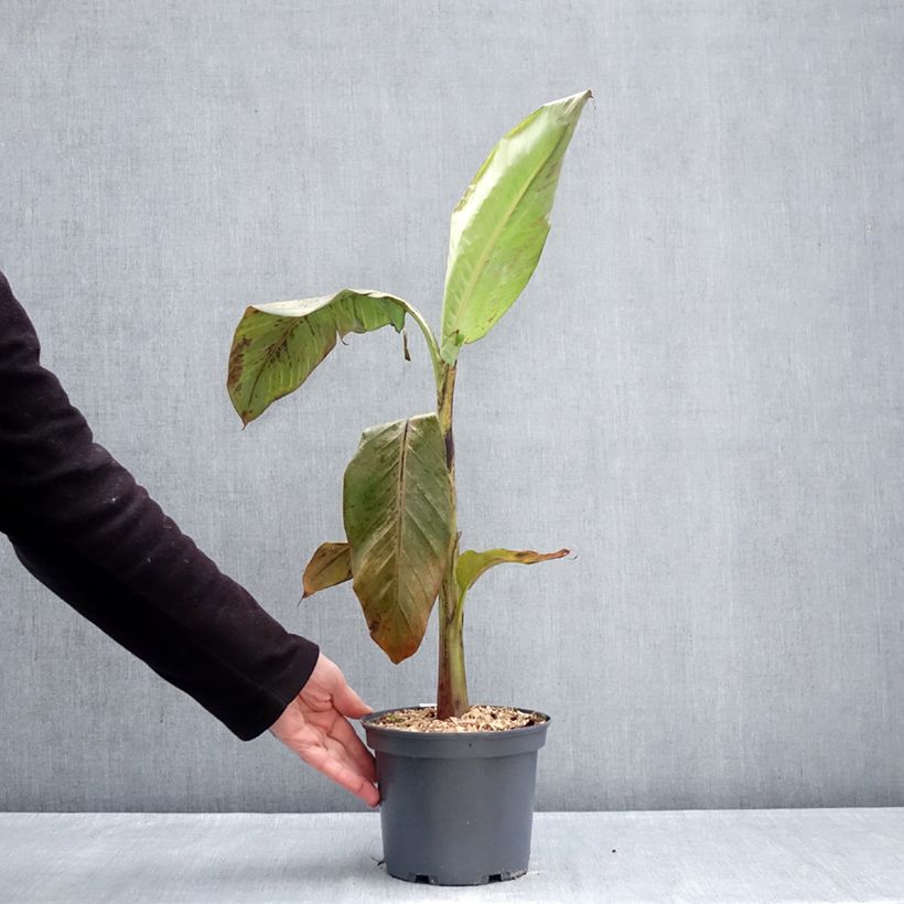 Esimerkki talvella toimitetusta Liesmabanaani Mekong Giant Pot de 2L/3L-taimesta
