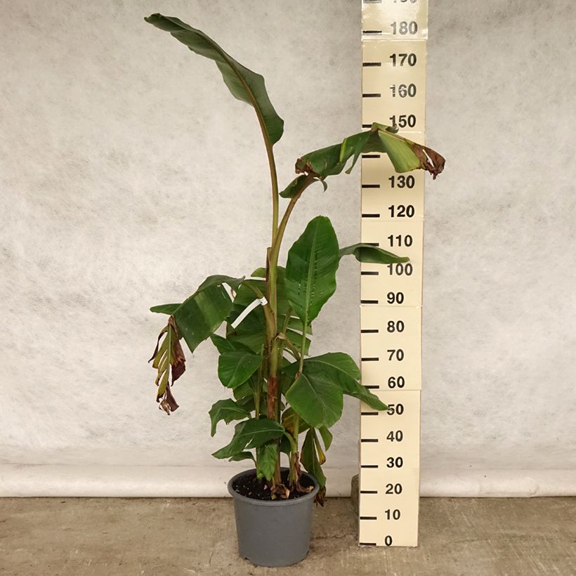 Esimerkki kesällä toimitetusta Intianbanaani - Musa velutina Pot de 12L/15L-taimesta