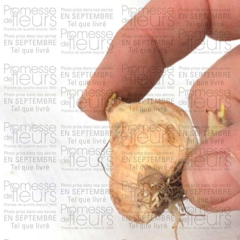 Esimerkki toimitetusta Muscari armeniacum Bulbe calibre 9+-taimesta