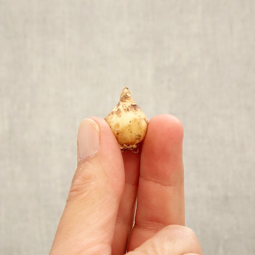 Example of Tummahelmililja - Muscari armeniacum Bulbe size 6+ as you get in automne