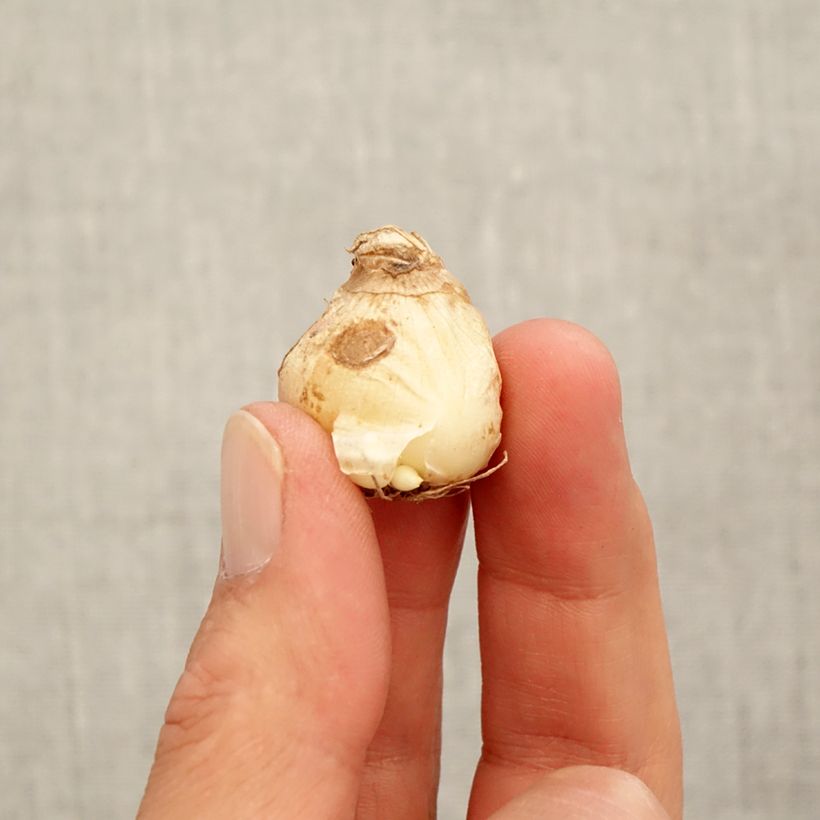 Esimerkki syksyllä toimitetusta Turkinhelmililja White Magic Bulbe size 7+-taimesta