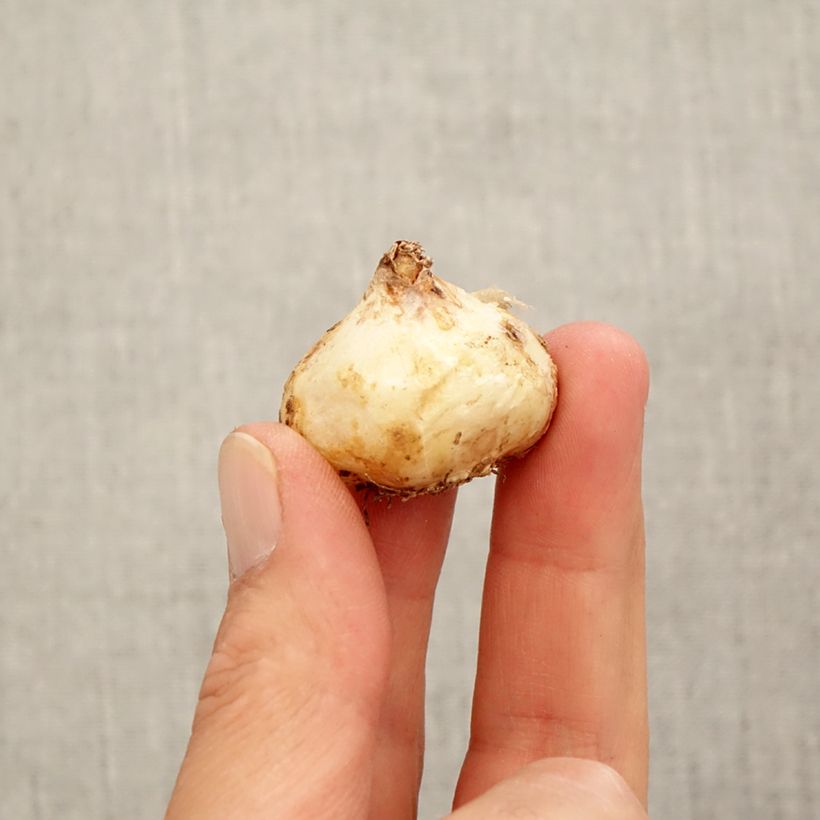Esimerkki syksyllä toimitetusta Turkinhelmililja White Magic Bulbe size 9+-taimesta