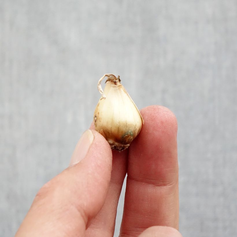 Esimerkki syksyllä toimitetusta Hentohelmililja - Muscari botryoides Sipulit Koko 5+-taimesta