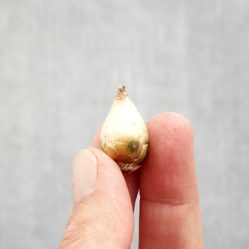 Esimerkki syksyllä toimitetusta Töyhtöhelmililja - Muscari comosum Bulbe size 5+-taimesta