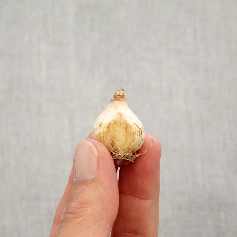 Esimerkki syksyllä toimitetusta Töyhtöhelmililja Plumosum Bulbe size 8+-taimesta