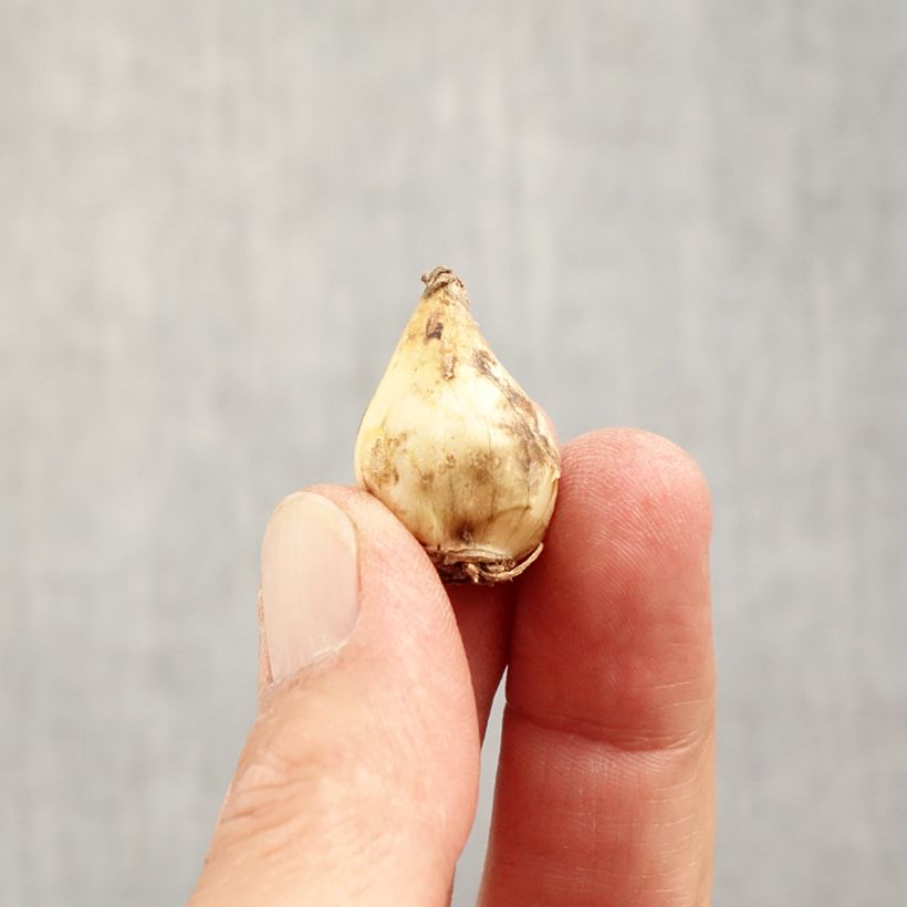 Esimerkki syksyllä toimitetusta Isohelmililja Grape Ice Bulbe size 5+-taimesta