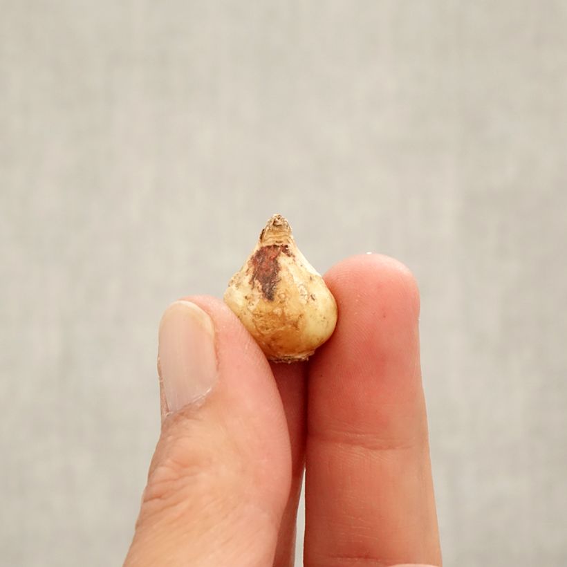 Esimerkki syksyllä toimitetusta Isohelmililja - Muscari latifolium Bulbe size 6+-taimesta