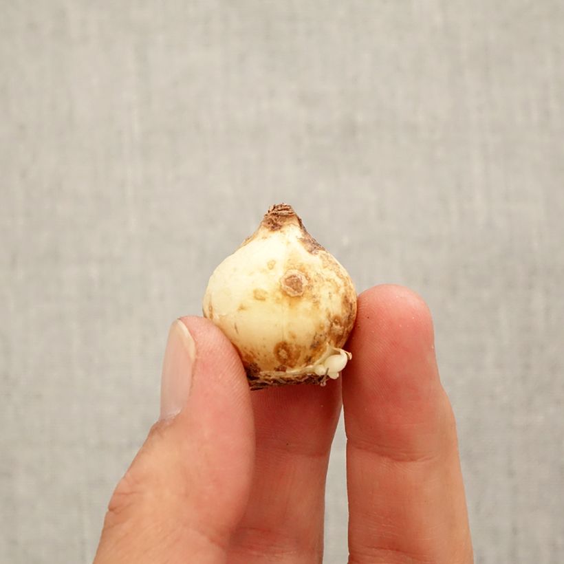 Esimerkki syksyllä toimitetusta Helmililja Golden fragrance Bulbe size 9+-taimesta