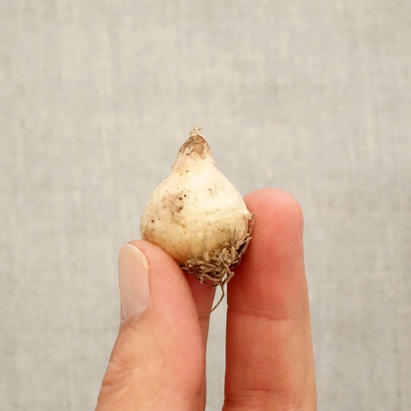 Esimerkki syksyllä toimitetusta Myskihelmililja - Muscari racemosum Sipulit Koko 8+-taimesta