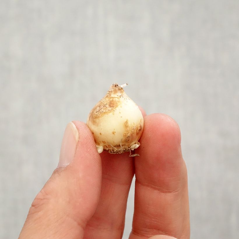 Esimerkki syksyllä toimitetusta Tummahelmililja Peppermint Bulbe size 7+-taimesta