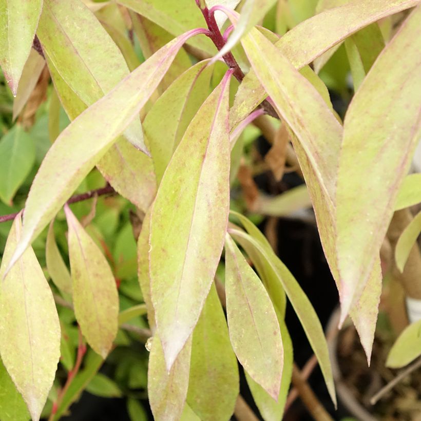 Myoporum laetum (Lehvistö)