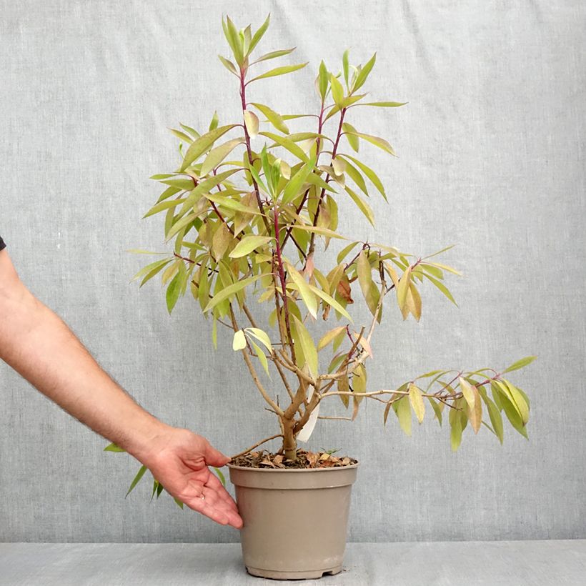 Esimerkki kesällä toimitetusta Myoporum laetum 4 litran/5 litran ruukku-taimesta