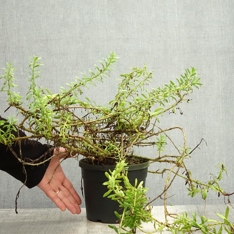 Esimerkki syksyllä toimitetusta Myoporum parvifolium Fleurs blanches 3 litran/4 litran ruukku-taimesta