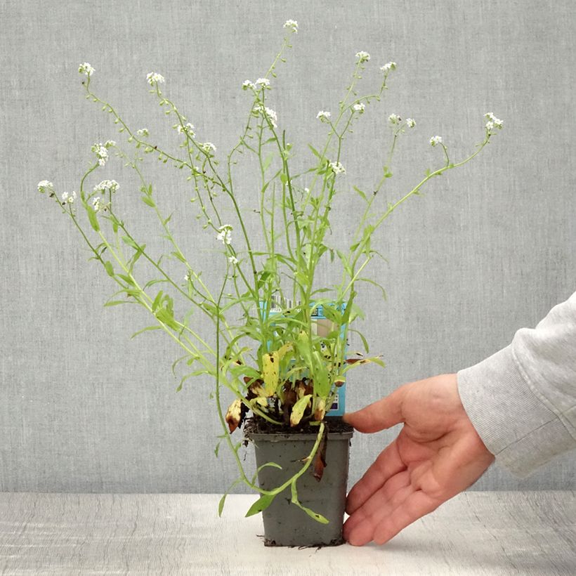 Esimerkki kesällä toimitetusta Luhtalemmikki Alba 8/9 cm taimiruukku-taimesta