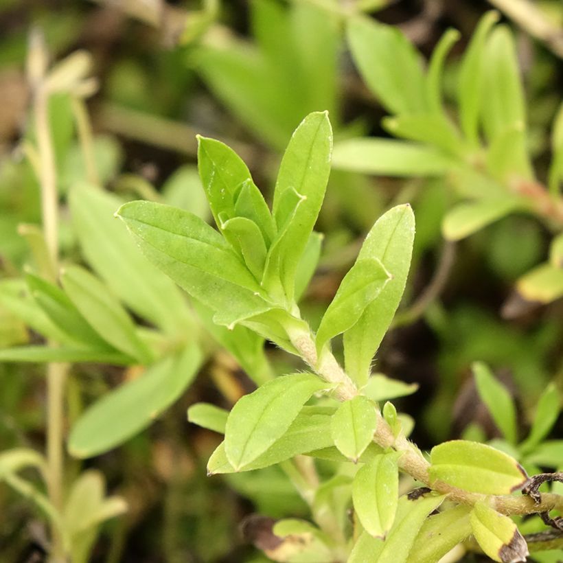 Luhtalemmikki - Myosotis scorpioides (Lehvistö)