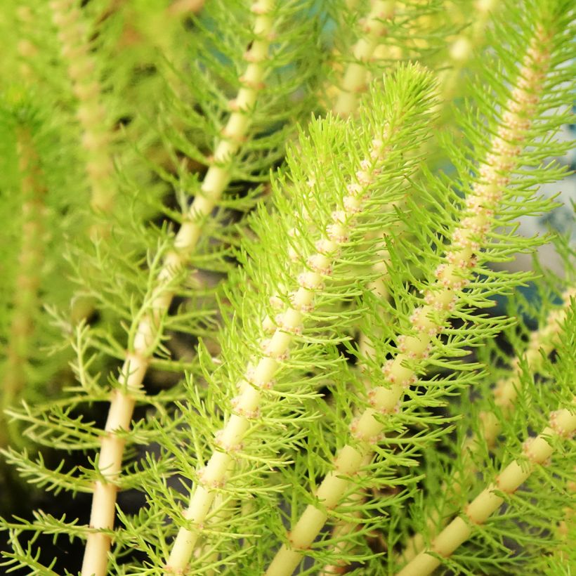 Ärviä - Myriophyllum crispata (Lehvistö)