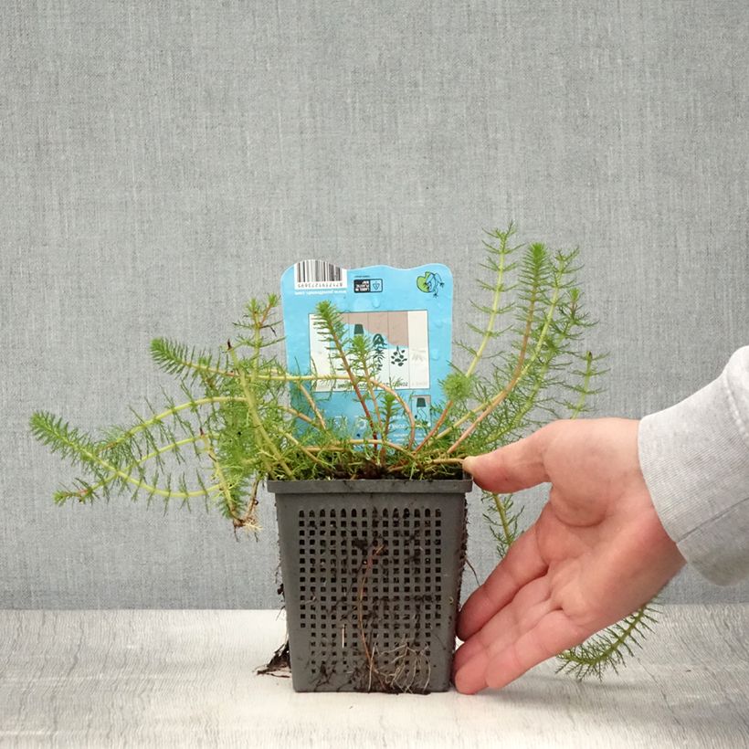 Esimerkki kesällä toimitetusta Ärviä - Myriophyllum crispata Ruukku 1L / 1,5L-taimesta