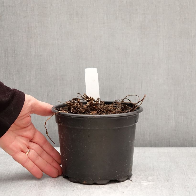 Esimerkki talvella toimitetusta Saksankirveli - Myrrhis odorata Ruukku 2L / 3L-taimesta