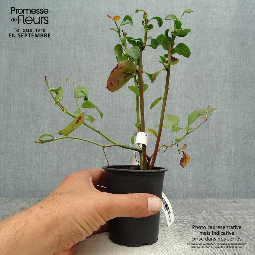Esimerkki syksyllä toimitetusta Pensasmustikka Ivanhoe 8/9 cm taimiruukku-taimesta