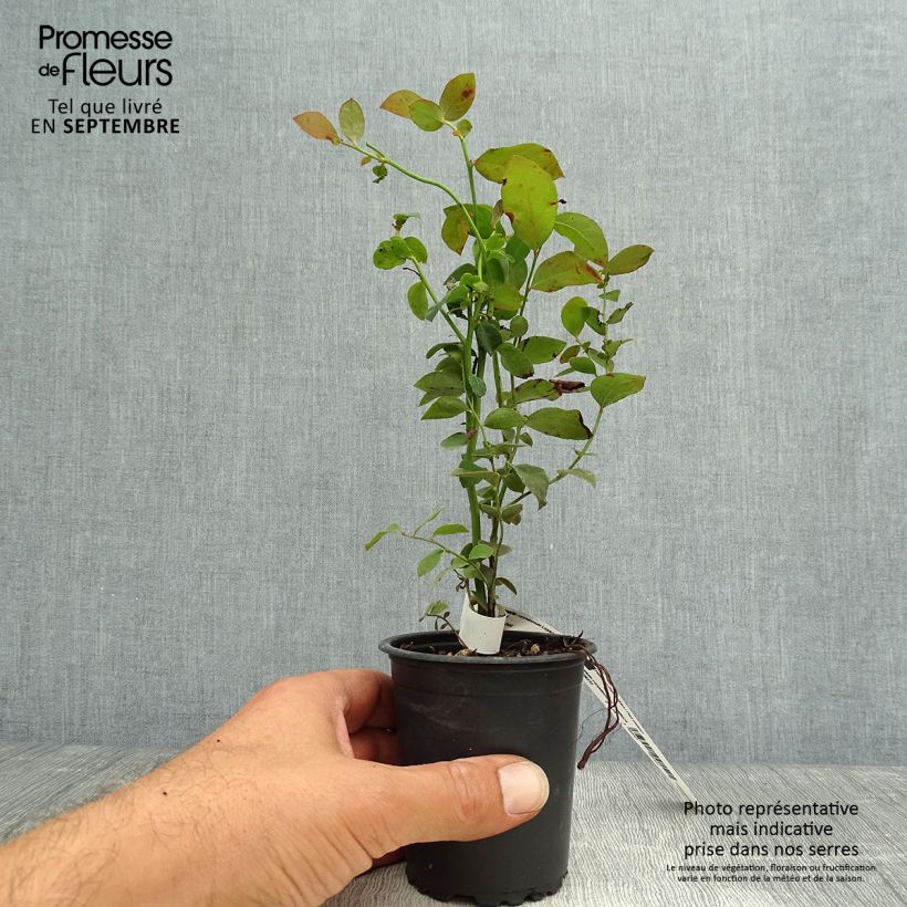 Esimerkki syksyllä toimitetusta Pensasmustikka Legacy 8/9 cm taimiruukku-taimesta