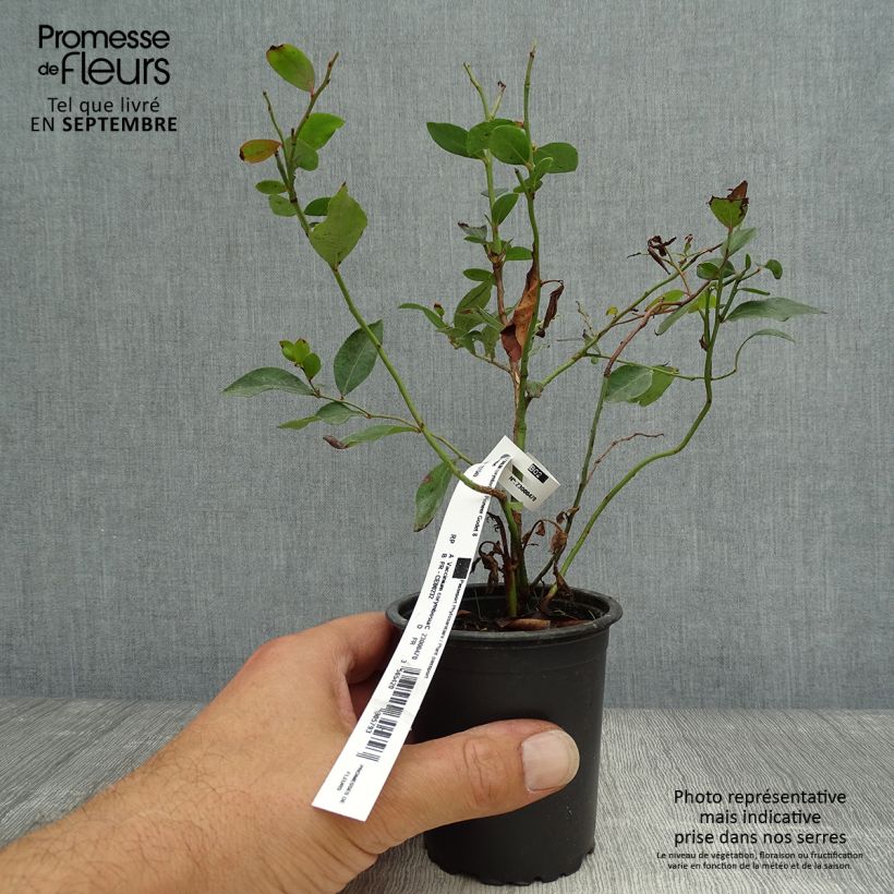 Esimerkki syksyllä toimitetusta Pensasmustikka Pioneer 8/9 cm taimiruukku-taimesta