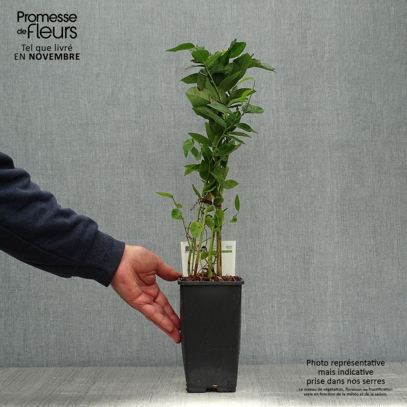 Esimerkki syksyllä toimitetusta Pensasmustikka Blue Crop 1,5 litran / 2 litran kannu, Pensas-taimesta