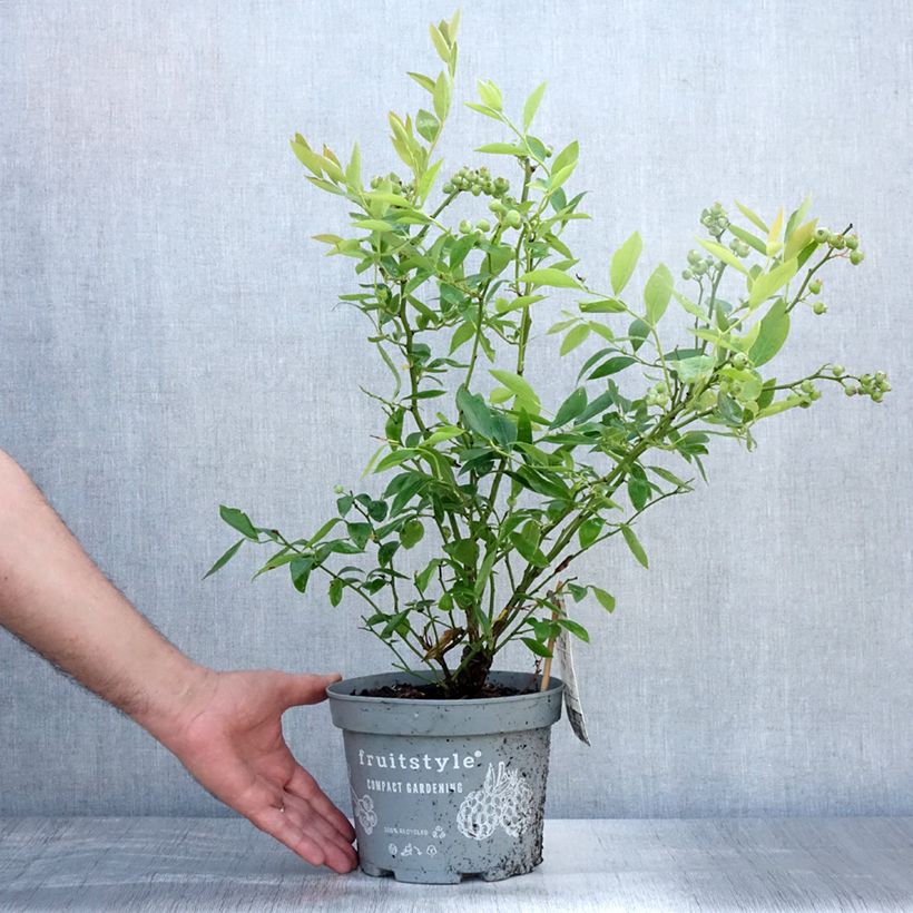 Esimerkki kesällä toimitetusta Pensasmustikka Blue Crop Ruukku 4L / 5L-taimesta