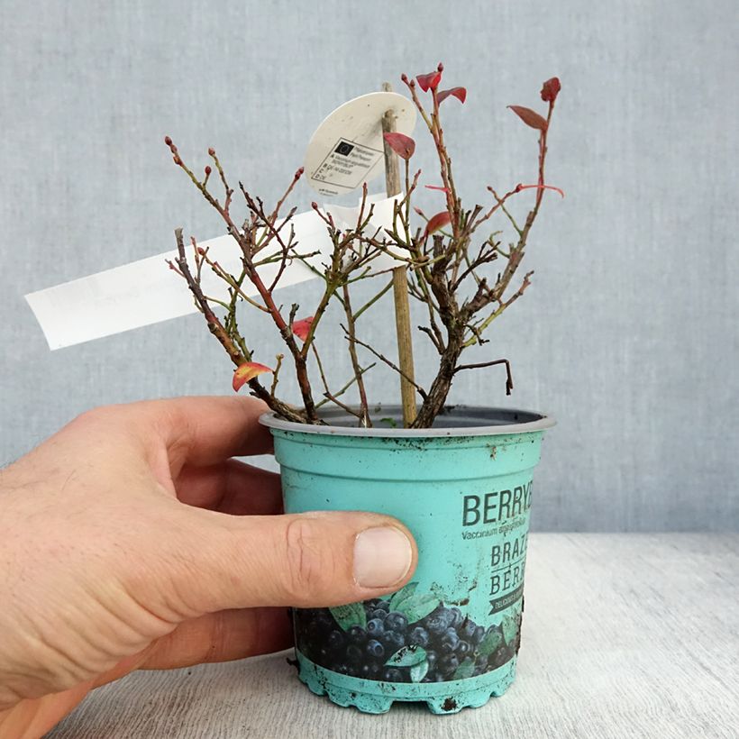 Esimerkki syksyllä toimitetusta Hietamustikka Brazelberry Berrybux 10 cm/11 cm ruukku-taimesta